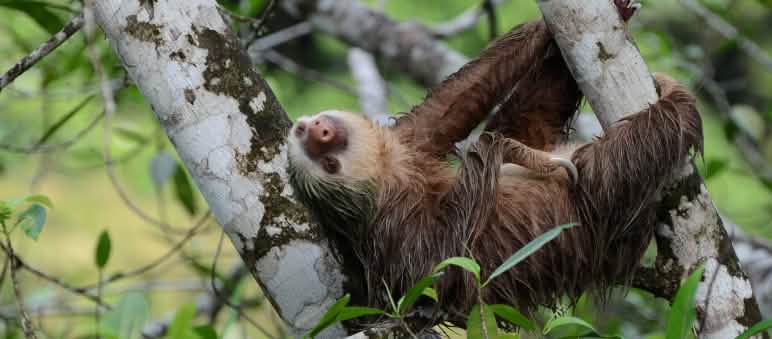 Ein Faultier hängt an einem Baum
