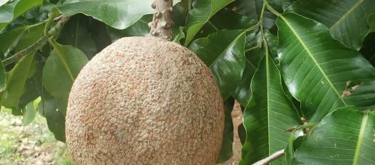 Paranuss-Frucht am Baum