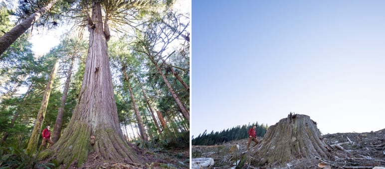 Vorher und nachher: So verheerend sieht Kahlschlag aus Collage Before After - Rodung in Caycuse Kanada