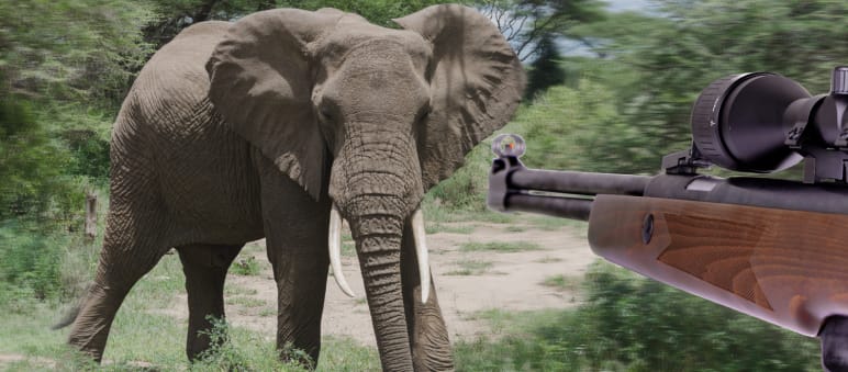 Artenschutz ist unsere epochale Aufgabe, doch deutsche Jäger:innen töten jedes Jahr Elefanten, Löwen, Nashörner und Affen. Bildmontage, bei der ein Jagdgewehr auf einen Afrikanischen Elefant zielt.