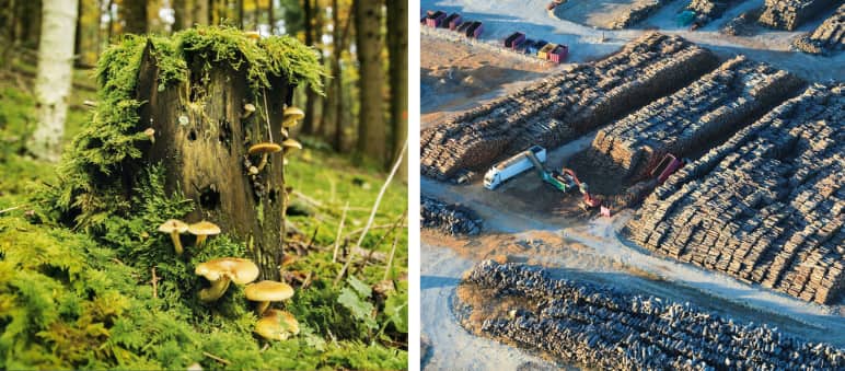 Totholz lebt! Abgestorbene Bäume sind wertvoller Lebensraum Hunderter Arten