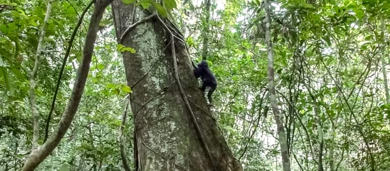 Schimpanse klettert auf einen Baum, Liberia
