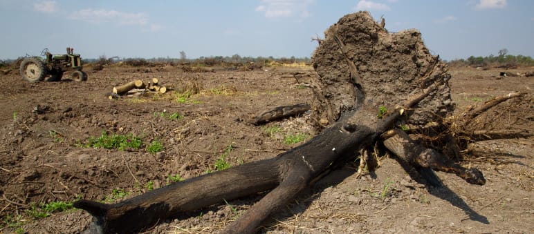Abgebrannter Baum für Anlage von Soja-Plantage im Gran Chaco