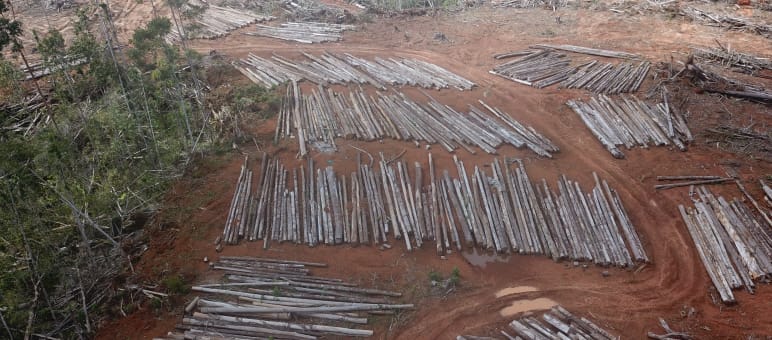 Eine viertel Million Hektar Wald werden in Papua für die größte Ölpalmplantage der Welt vernichtet Abholzung für Palmölplantage von PT Digoel Agri in Papua