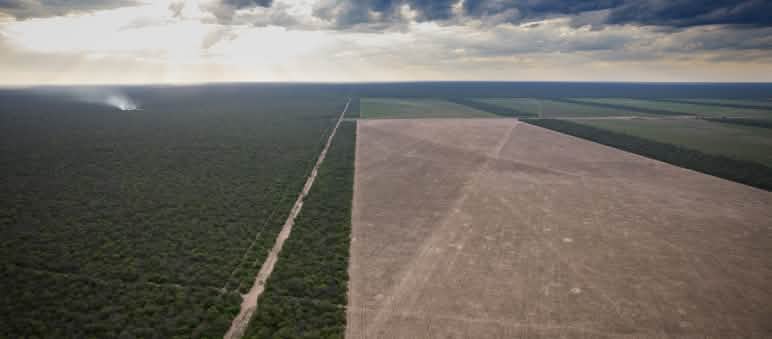 Luftaufnahme eines abgeholzten Gebietes in der Provinz Chaco, Argentinien