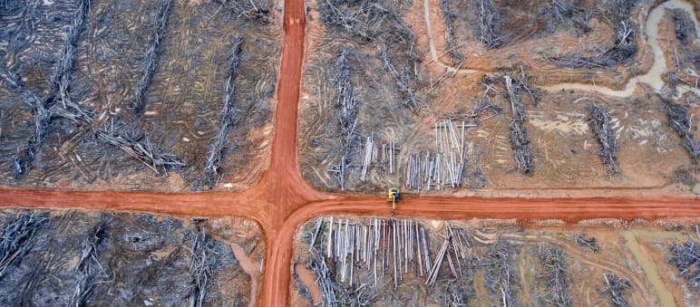 Luftbild: Rodung für Palmölplantage der Firma Korindo in Papua