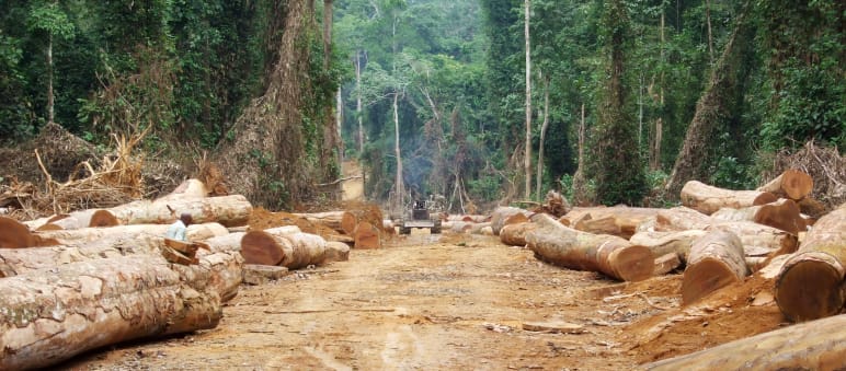 Bei Tropenhölzern beträgt der Anteil illegale Ware bis zu 90 Prozent Gefällte Urwaldstämme liegen rechts und links an einer Holzfällerpiste im Regenwald