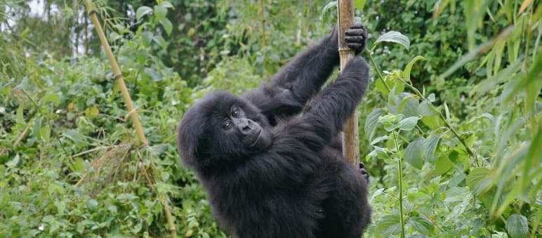 Der Virunga Nationalpark bietet Berggorillas einen sicheren Lebensraum Ein junger Berggorilla klettert an einem Bambus