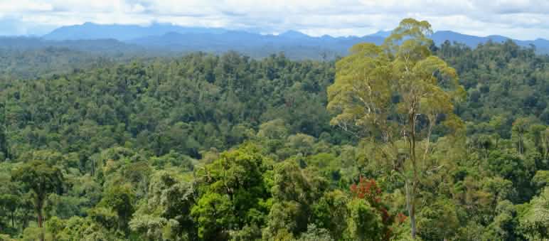Regenwald in der malaysischen Provinz Sarawak