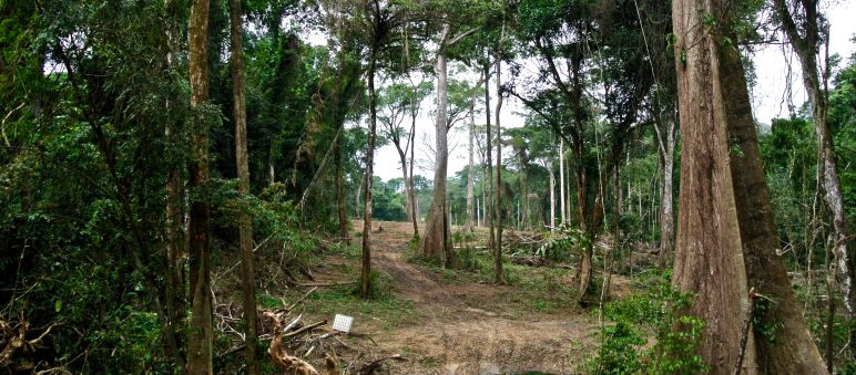 Dreiste Lüge: Laut Umwelt-Studie wird hier der Natur kein Schaden zugefügt Für den Superhighway wurde eine Schneise in den Wald geschlagen