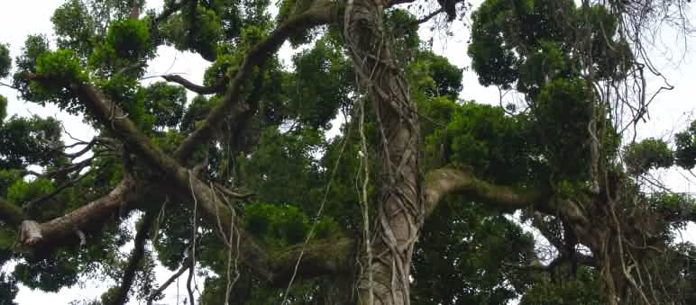 Krone eines großen Baumes in Nigeria