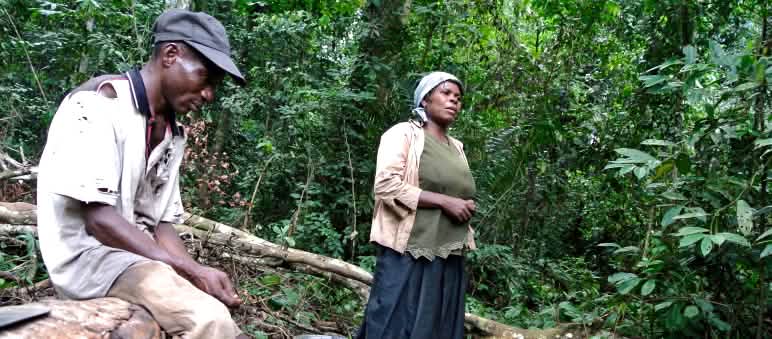 Verarmte Frau in Nigeria sammelt Forest Mangos