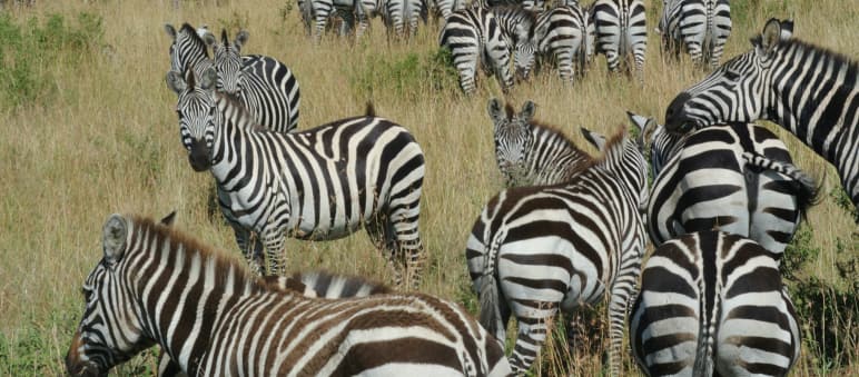 Zebras in der Savanne