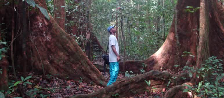 In Peru werden immense Mengen Holz illegal geschlagen und außer Landes geschmuggelt Mann zwischen Bäumen in Kamerun