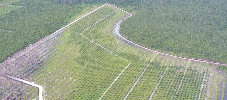 Die Realität: Ölpalmplantage statt Regenwald auf Borneo Ölpalmplantage Kalimantan