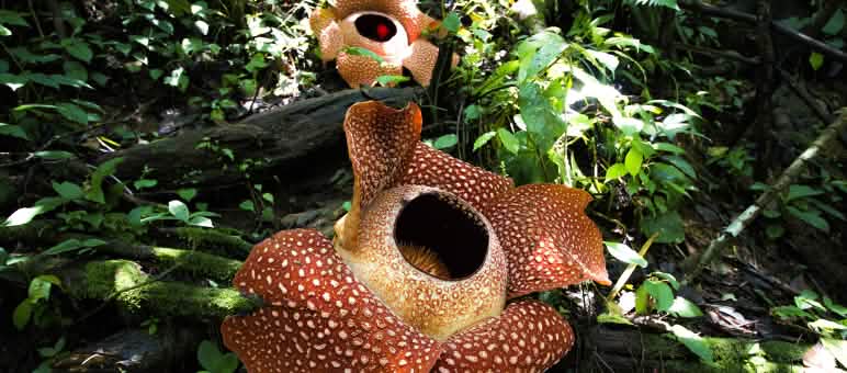 Rafflesia