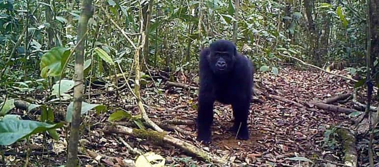 Die Gorillas in Kameruns Ebo-Wald sind eine neue Subspezies Gorilla im Ebo Forest, Kamerun
