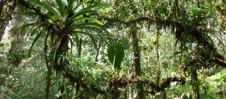 Eine Frage der Perspektive: Sehen wir Natur als Subjekt oder als Objekt? Epiphyten im ecuadorianischen Regenwald