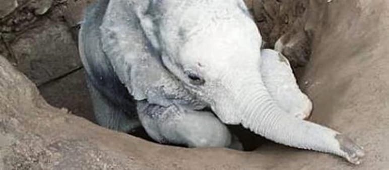 Die Rettungsaktion für das Elefantenbaby dauerte drei Tage Elefantenbaby Savannah wurde aus einem Schacht gerettet