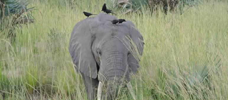 Elefant