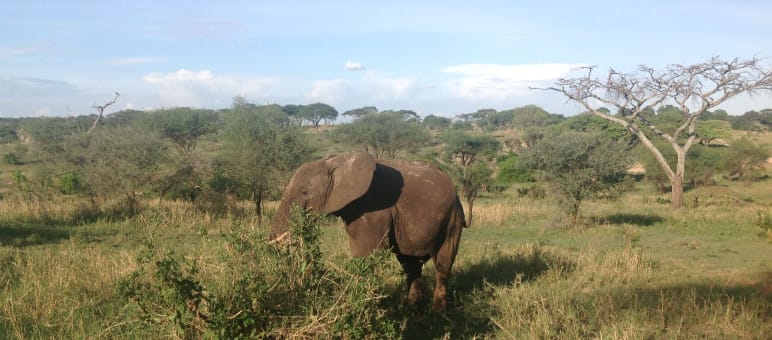 Wird der Lebensraum von Elefanten zerstört, können sie für Menschen gefährlich werden Elefant in Tansania
