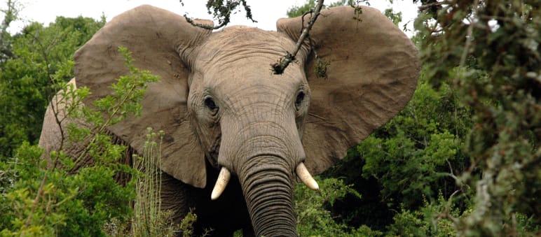 Schätzungen zufolge werden jährlich 20.000 bis 30.000 Afrikanische Elefanten gewildert Afrikanischer Elefant im Wald
