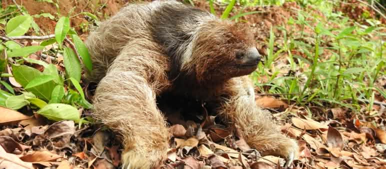 Kragenfaultier auf dem Boden