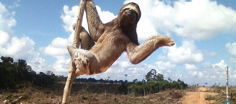 Dreifingerfaultier auf den Rodungsflächen der Palmölindustrie in Peru Dreifingerfaultier auf einer abgeholzten Regenwaldfläche in Peru