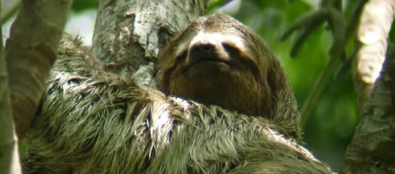Im Baum hat es sich ein Dreifingerfaultier gemütlich gemacht.