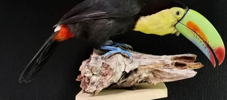 Fischertukan-Präparat