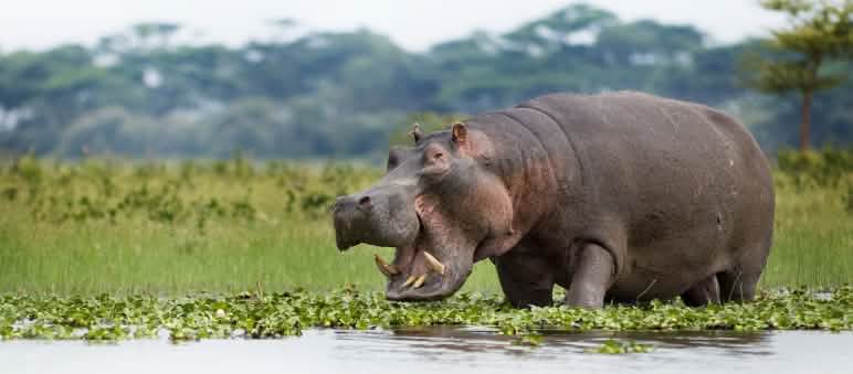 Flusspferd am Naivashasee