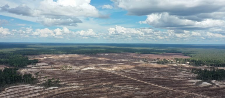 Die Zerstörung der Torfmoorwälder ist ein Verbrechen an Mensch und Natur Torfmoor auf Borneo