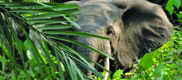 Afrikanische Waldelefanten: Forscher schätzen, dass fast 30 Prozent aller Regenwald-Riesen in Afrika von Waldelefanten „gepflanzt“ werden Waldelefant-Afrika
