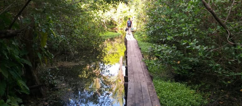 Holzsteg im Wasser eines Mangrovenwaldes auf der Insel Cajual