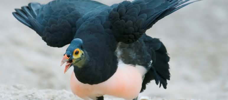 Maleo