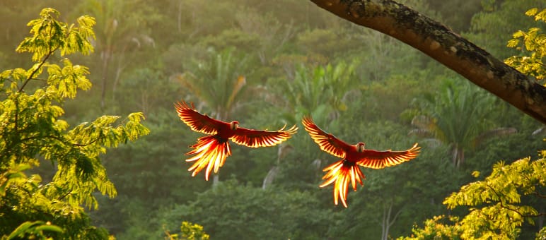 zwei rote Aras fliegen mit ausgebreiteten Flügeln über den Regenwald