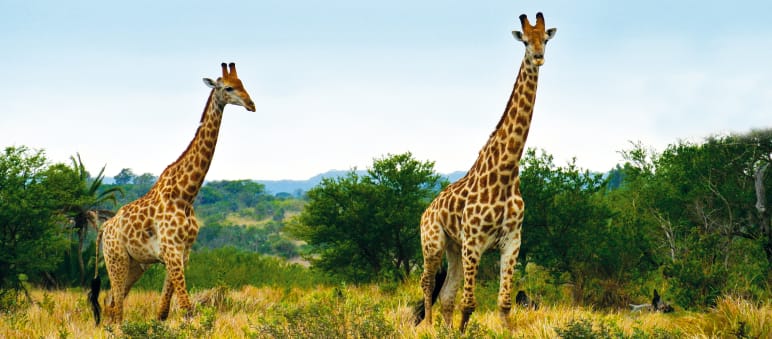 Giraffen erreichen zwar hohe Äste der Akazien, fressen trotzdem vorwiegend niedrigere Pflanzenteile und halten den Hals dafür waagerecht Giraffen in Südafrika