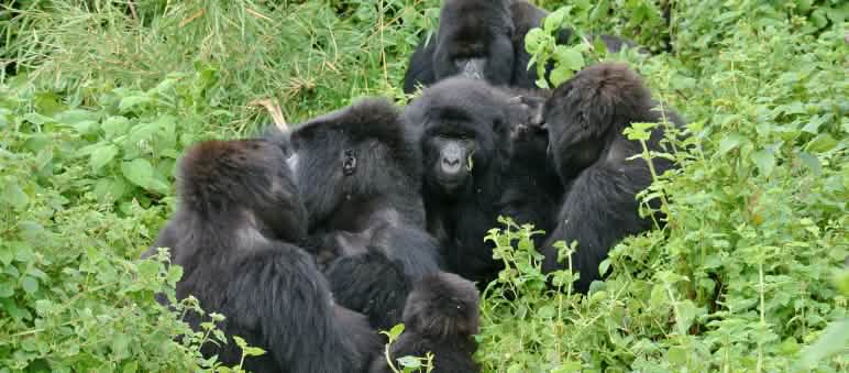 Gorillas im Virunga Nationalpark, November 2021