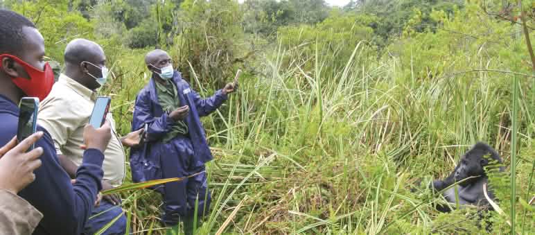 Besucher erleben im Kahuzi-Biega Nationalpark Gorillas hautnah - Flachlandgorilla im Kahuzi-Biega Nationalpark,