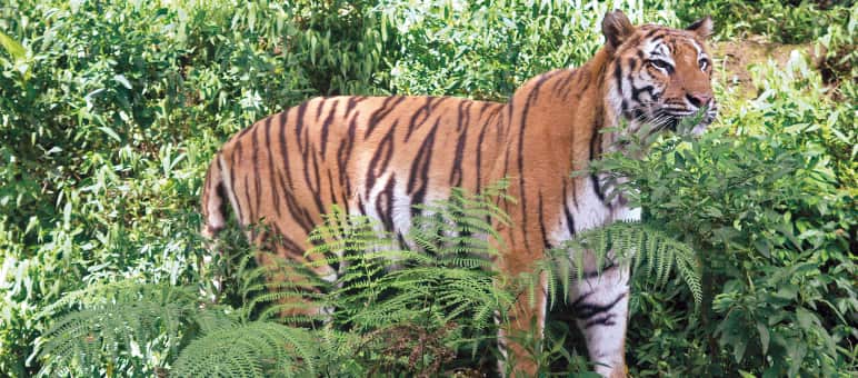 Wilderei auf Sumatra-Tiger hat System. Die Täter sind international vernetzt. Sumatra-Tiger