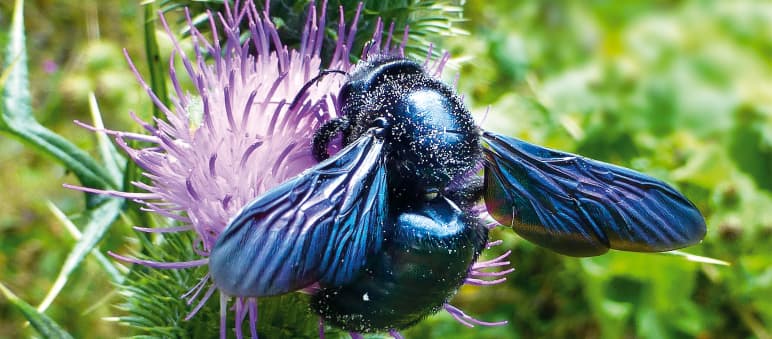 Ob Insekten, Säugetiere oder Fische - die Zahl der Arten bricht in erschreckendem Maße ein Holzbiene