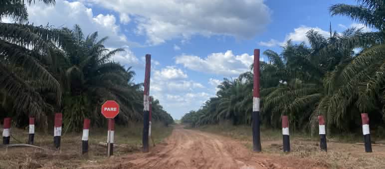 Pfähle Markieren eine Plantage