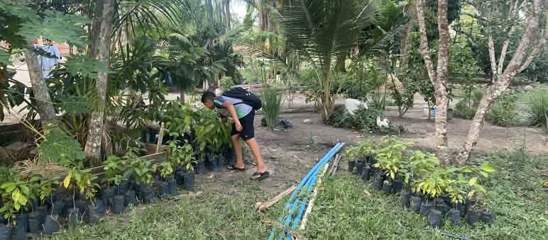 Baumschule der Tembé