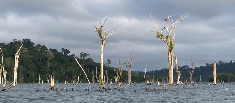 Aus dem Wasser eines Stausees ragen die Gerippe abgestorbener Urwaldbäume heraus