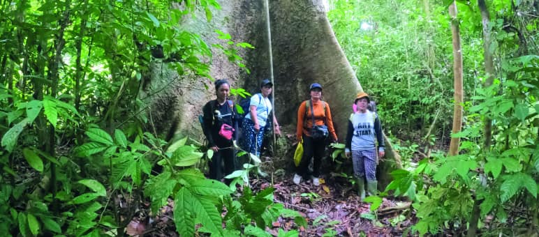Mächtige Baumriesen wachsen im Wald von Tongka 4 Frauen vor einem Baumriesen