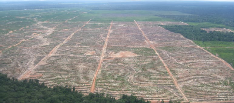 Ansicht der für Ölpalm-Plantagen in den Amazonasregenwald geschlagenen Rodungen der Firma Plantaciones de Pucallpa (heute Ocho Sur P) bei einem Überflug von Rettet den Regenwald im Jahr 2014 In den Regenwald von Peru geschlagene riesige Rodungsfläche