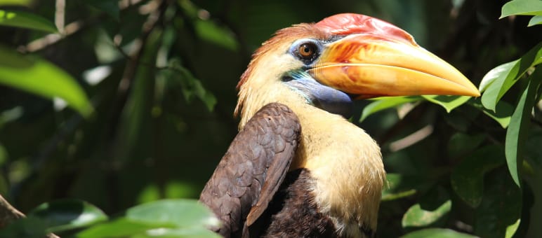 Hornvogel aus Sulawesi (Indonesien)