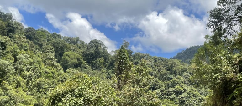 Um Regenwald zu bewahren, muss er aktiv und dauerhaft gegen Zerstörung geschützt werden Regenwald in Indonesien