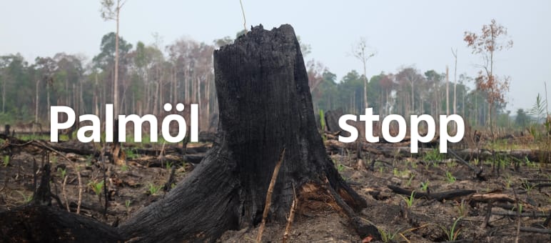 Waldbrand Indonesien Waldbrand Indonesien - Palmöl stopp