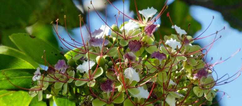 Blüte des Merbau-Baums